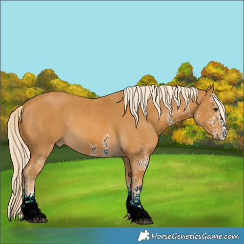 Horse Color:White Spotted Palomino Rabicano 