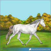 Horse Color:Chestnut Appaloosa 