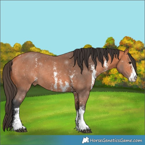 Horse Color:Bay Sabino Rabicano