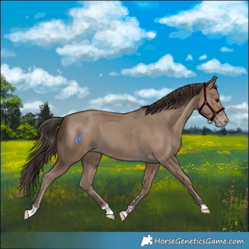 Horse Color:Classic Champagne 