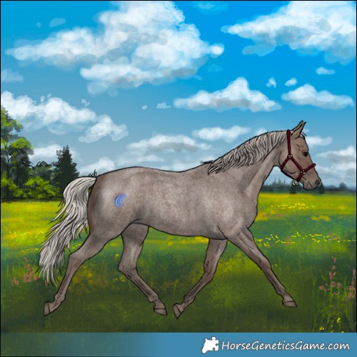 Horse Color:Silver Blue Roan 