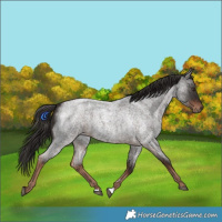 Horse Color:Liver Red Roan Rabicano