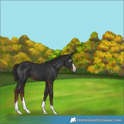 Horse Color:Gray Liver Chestnut 
