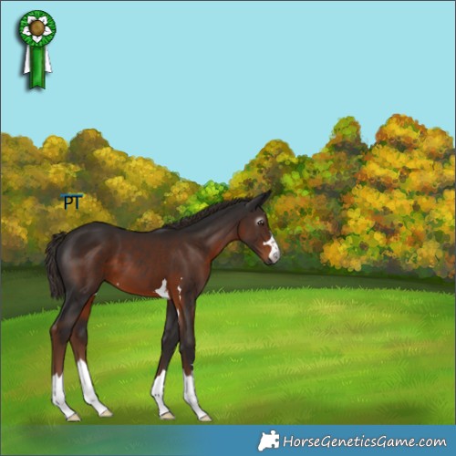 Horse Color:Gray Liver Chestnut 