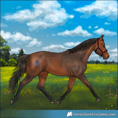 Horse Color:Bay 