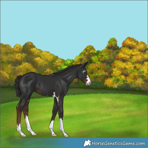 Horse Color:Gray Liver Chestnut 