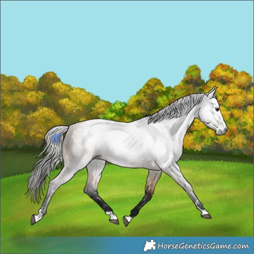 Horse Color:Gray Buckskin 
