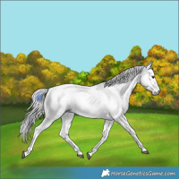 Horse Color:Gray Buckskin 