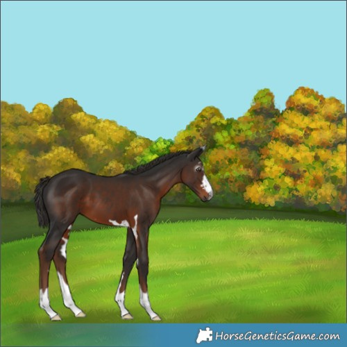 Horse Color:Gray Liver Chestnut 