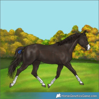 Horse Color:Liver Chestnut 