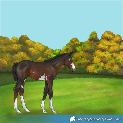 Horse Color:Gray Liver Chestnut 