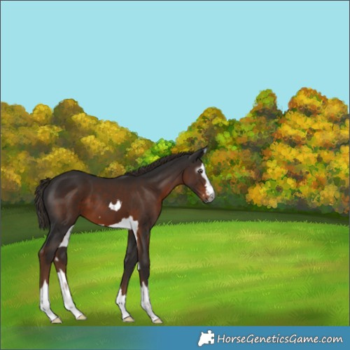 Horse Color:Gray Liver Chestnut
