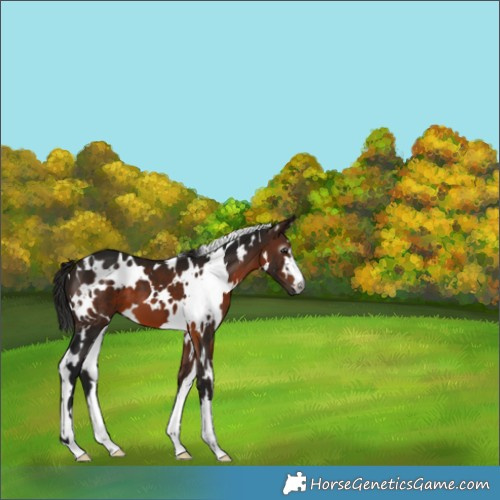 Horse Color:Gray White Spotted Bay 