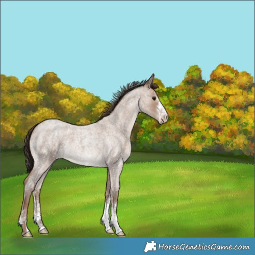 Horse Color:White Spotted Classic Champagne Roan 