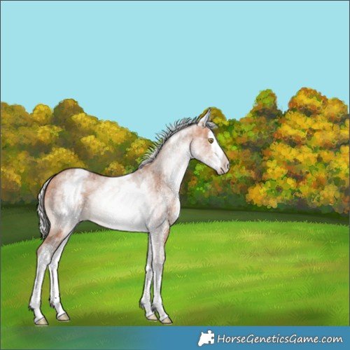 Horse Color:White Spotted Silver Sable Champagne Splash