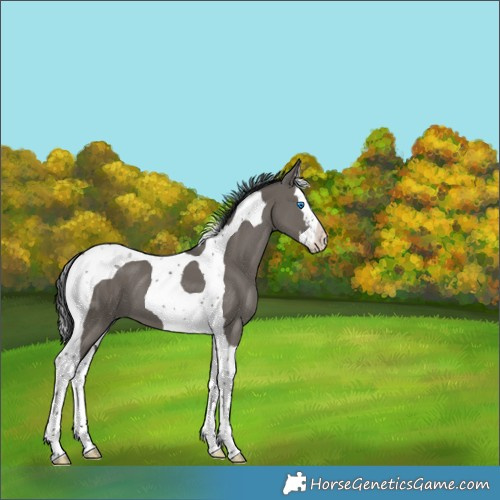 Horse Color:Grullo Splash Tobiano 