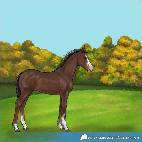Horse Color:Liver Chestnut Splash Rabicano 
