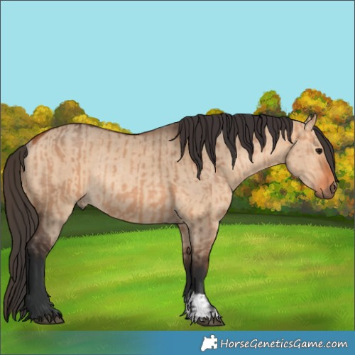 Horse Color:Bay Dun  and Bay Dun Rabicano 