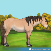 Horse Color:Bay Dun