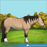 Horse Color:Gray Bay Dun 
