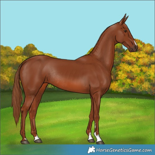 Horse Color:Chestnut Rabicano