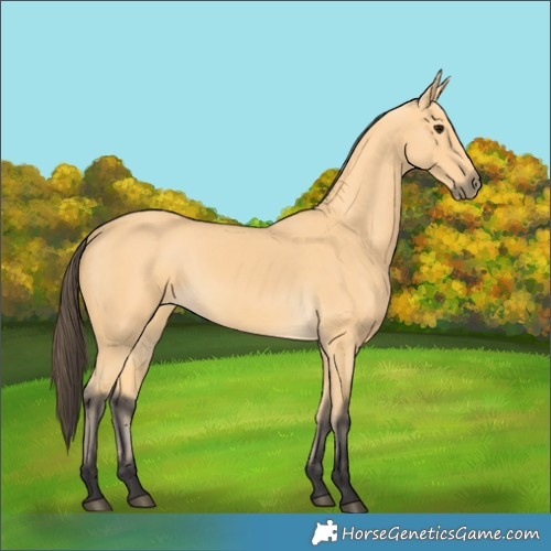 Horse Color:Buckskin 