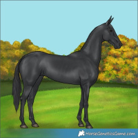Horse Color:Black 
