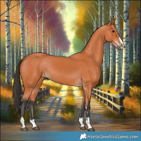 Horse Color:Bay 