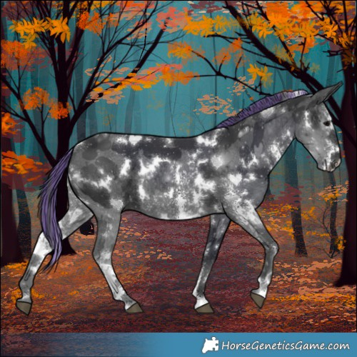 Horse Color:Painted White Spotted Black Sabino Rabicano 