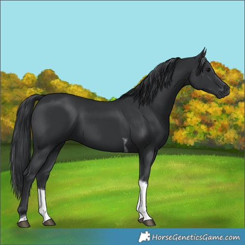 Horse Color:Black Tobiano