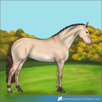 Horse Color:Bay Dun 