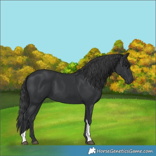 Horse Color:Black Tobiano
