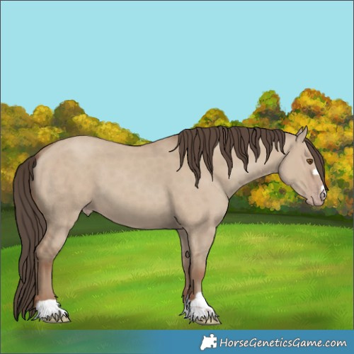 Horse Color:Classic Champagne Dun