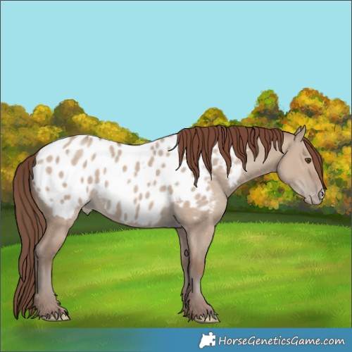 Horse Color:Classic Champagne Dun Blanket