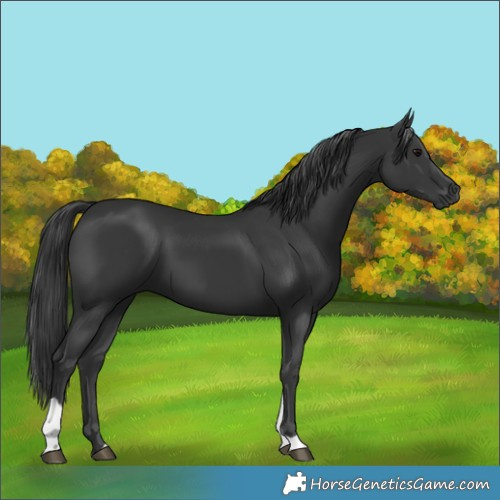 Horse Color:Black Tobiano 