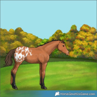 Horse Color:Bay Appaloosa 