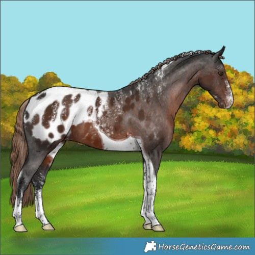 Horse Color:Powder White Liver Chestnut Tobiano Appaloosa 