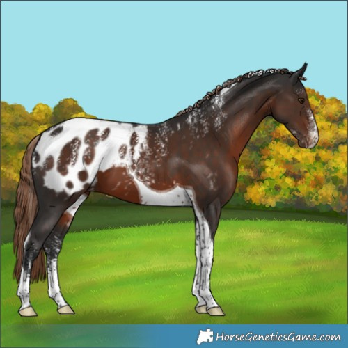 Horse Color:Powder White Liver Chestnut Tobiano Appaloosa 