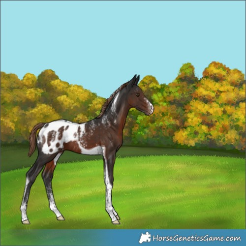 Horse Color:Powder White Liver Chestnut Tobiano Appaloosa 