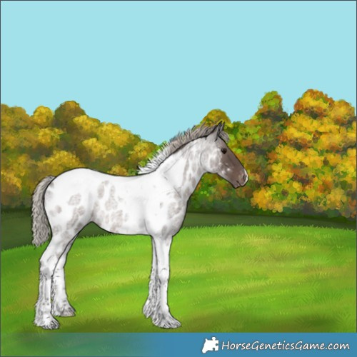 Horse Color:Silver Blue Roan Tobiano Appaloosa 
