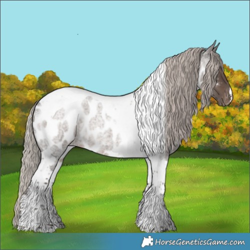 Horse Color:Silver Blue Roan Tobiano Appaloosa
