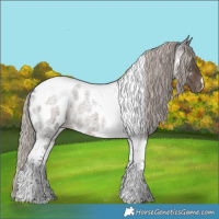 Horse Color:Silver Blue Roan Tobiano Appaloosa 