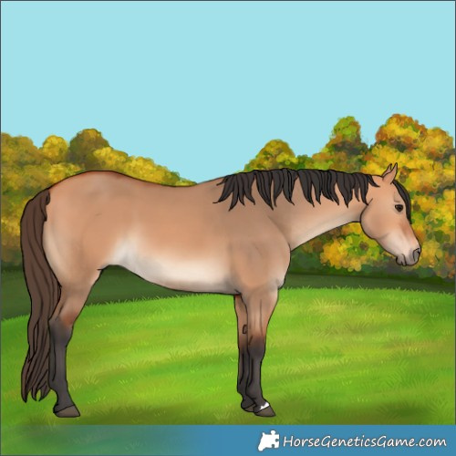 Horse Color:Bay Dun 