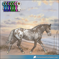 Horse Color:Silver Grullo Splash Appaloosa and White Spotted Silver Smoky Grullo Appaloosa