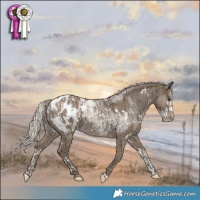 Horse Color:Silver Grullo Splash Appaloosa and White Spotted Silver Smoky Grullo Appaloosa