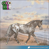 Horse Color:Silver Grullo Splash Appaloosa  and White Spotted Silver Smoky Grullo Appaloosa 