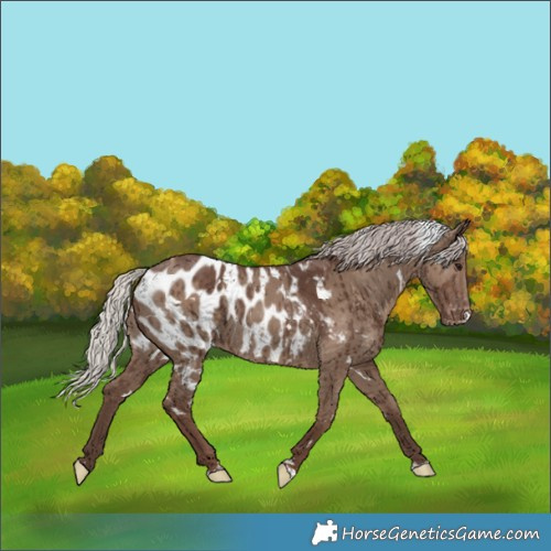 Horse Color:White Spotted Silver Grullo Appaloosa Brindle