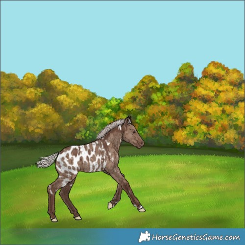 Horse Color:White Spotted Silver Grullo Appaloosa Brindle 