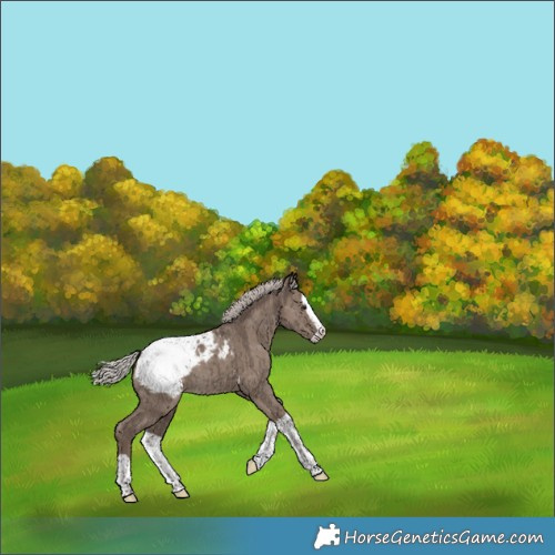 Horse Color:Silver Grullo Splash Appaloosa Brindle 