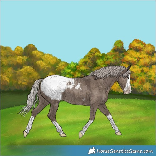 Horse Color:Silver Grullo Splash Appaloosa Brindle 